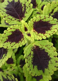 Coleus 'Tell Tale Heart'  